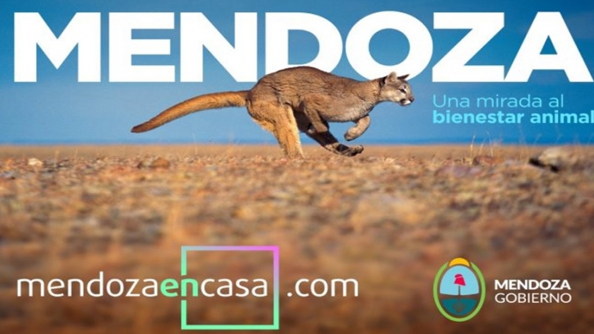 Mendoza en Casa: se lanza el primer documental de Bienestar Animal