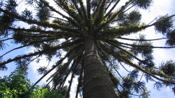 Misiones será sede del V Seminario Binacional de Sustentabilidad de Araucaria