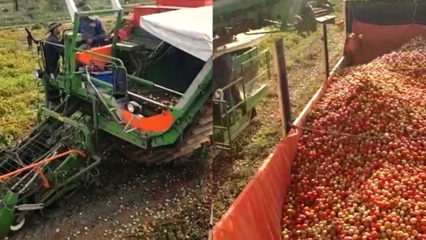 Inició la cosecha de tomate en las hectáreas de Valle Viejo