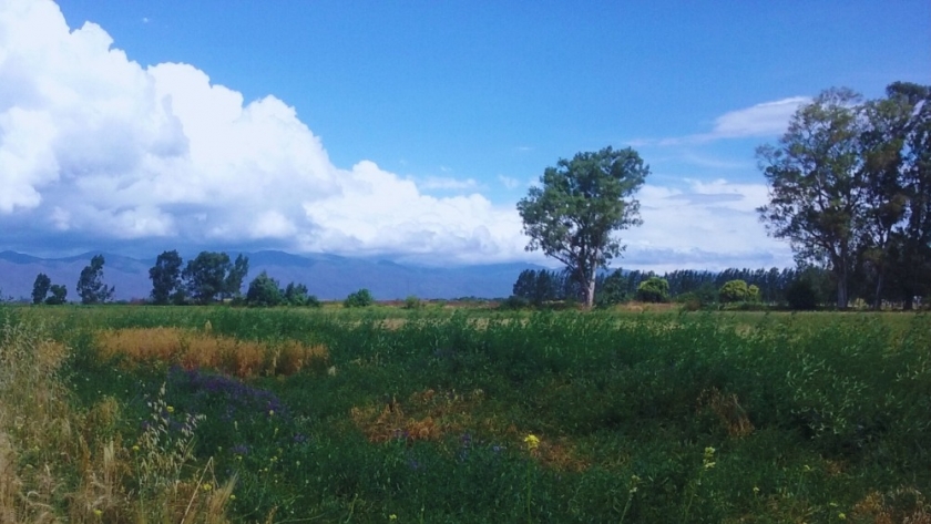 Las pasturas mejoran la diversidad bacteriana del suelo