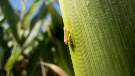 Monitorean la chicharrita del maíz para analizar su evolución