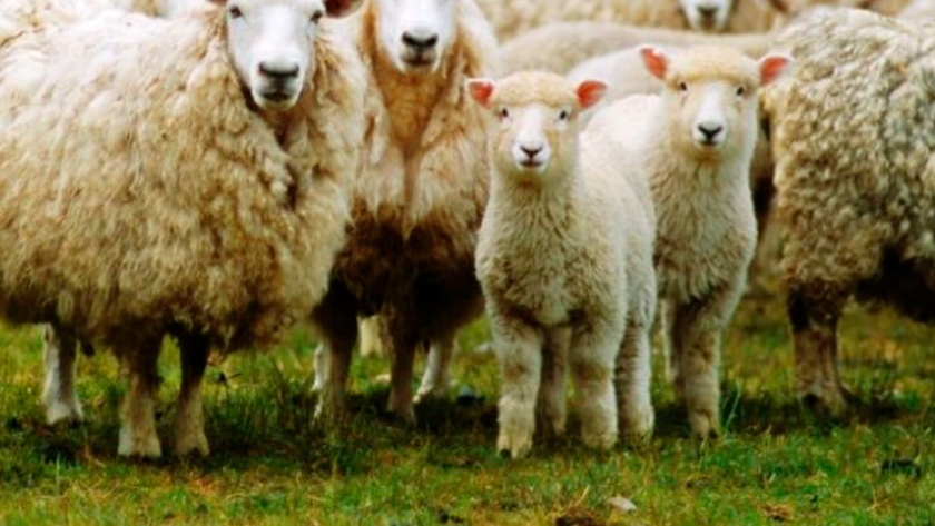 Proyecto LAMB.AR: Se está armando el primer consorcio de exportación de carne ovina de la provincia de Buenos Aires