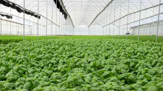 Vequa impulsa la hidroponía en General Rodríguez: verduras sin suelo, frescas y sustentables