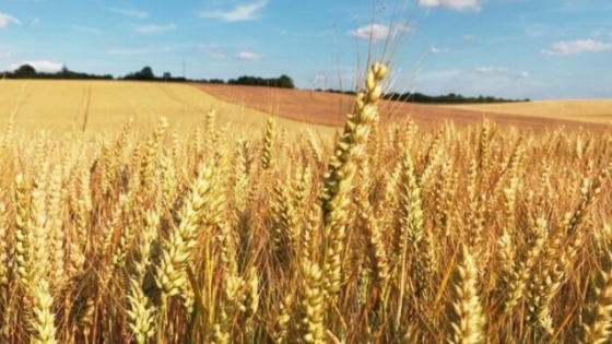 Molineros piden eliminar retenciones para harina de trigo