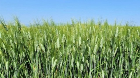 Nuevo biológico para potenciar el rendimiento del trigo