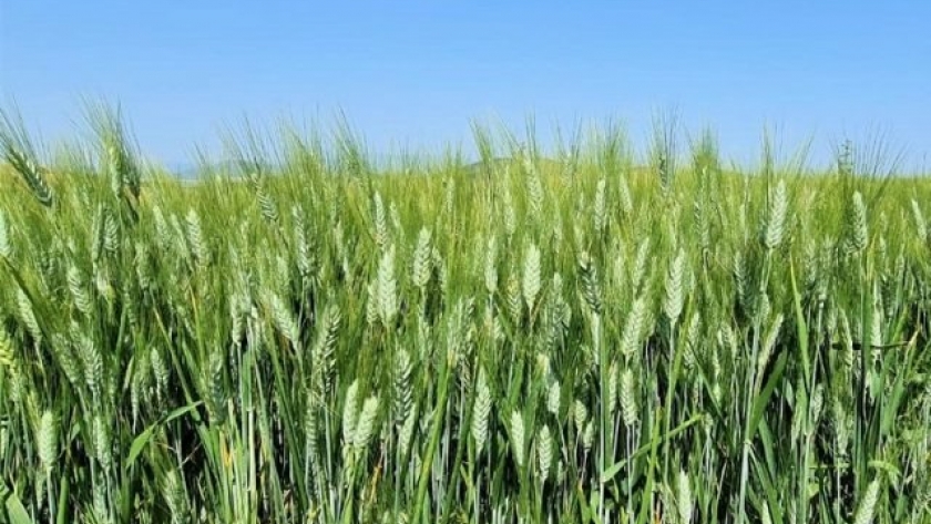 Nuevo biológico para potenciar el rendimiento del trigo