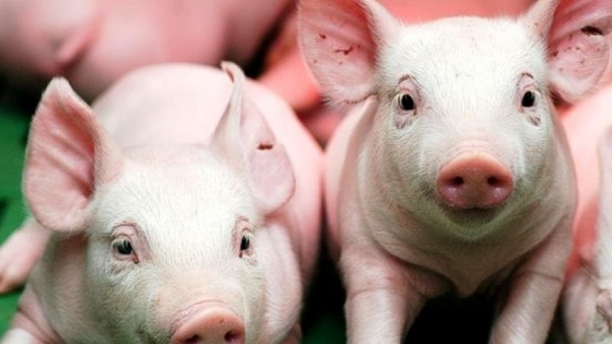 Empresa de porcinos invertirá más de $100 millones respaldada por créditos del BICE