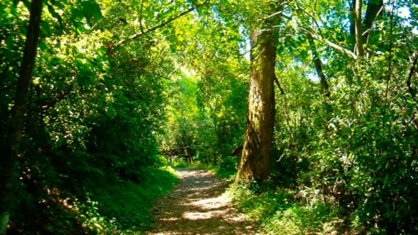 Lanzan convocatoria para proyectos de restauración de bosques nativos
