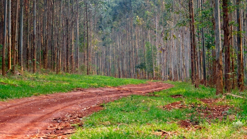 En el Vivero Modelo de Dos de Mayo, capacitaron en Cosecha de Semillas Forestales