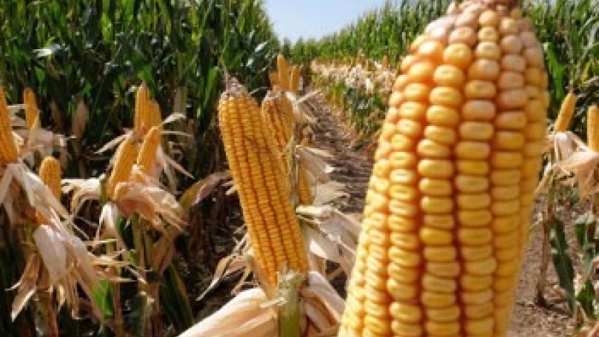 Explosivo: El USDA blanqueó que en esta campaña China deberá importar cuatro millones de toneladas más de maíz
