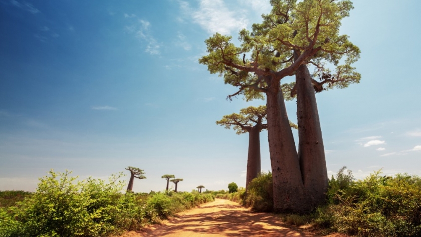 Explorando la exuberante biodiversidad de Madagascar