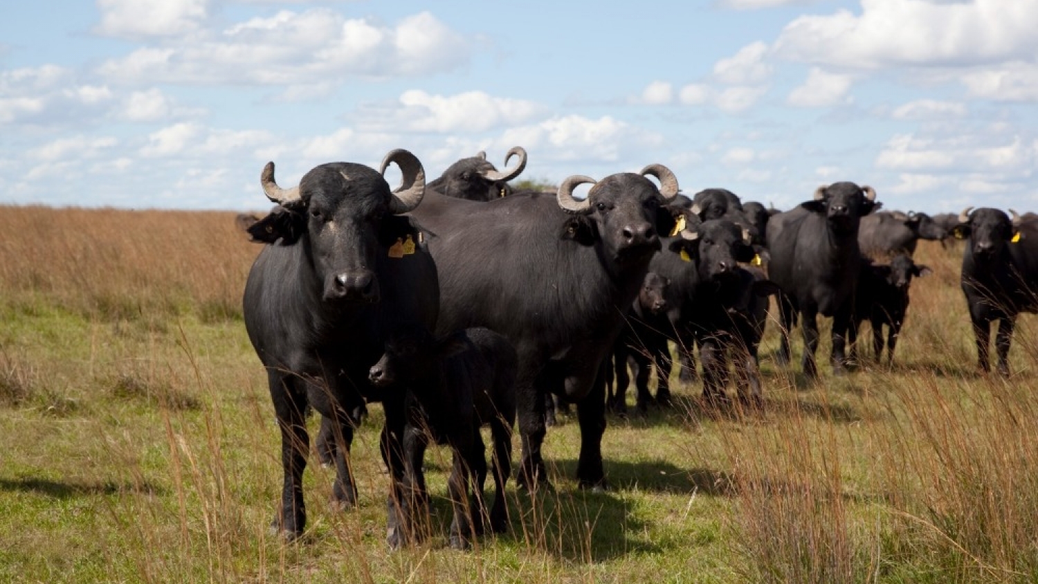 El rodeo bubalino supera las 200.000 cabezas y busca dar un salto productivo con más financiamiento y exportaciones