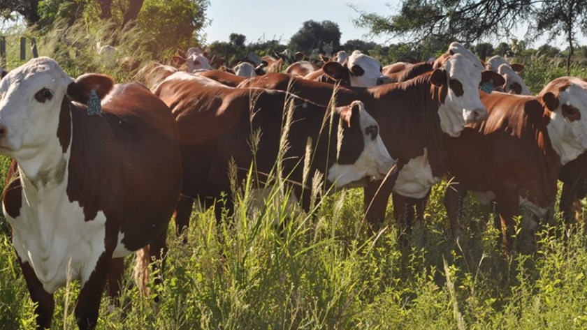 Estudian el efecto de la ganadería integrada al bosque nativo