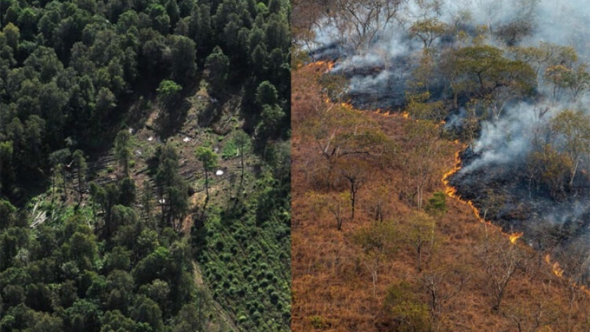 FAO presentó a 16 países una guía para la estimación de las emisiones y absorciones de la degradación forestal