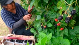 Los berries de la zona ganan mercado con identidad propia