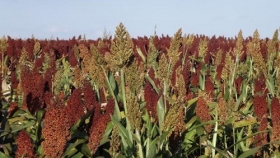 Bahía Blanca: análisis de la situación del cultivo de sorgo