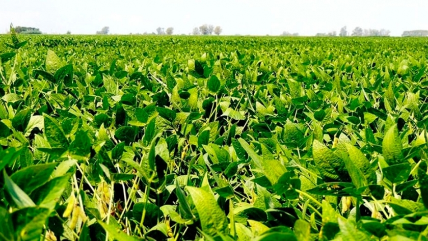Por qué la presión impositiva sobre el campo afecta al medio ambiente