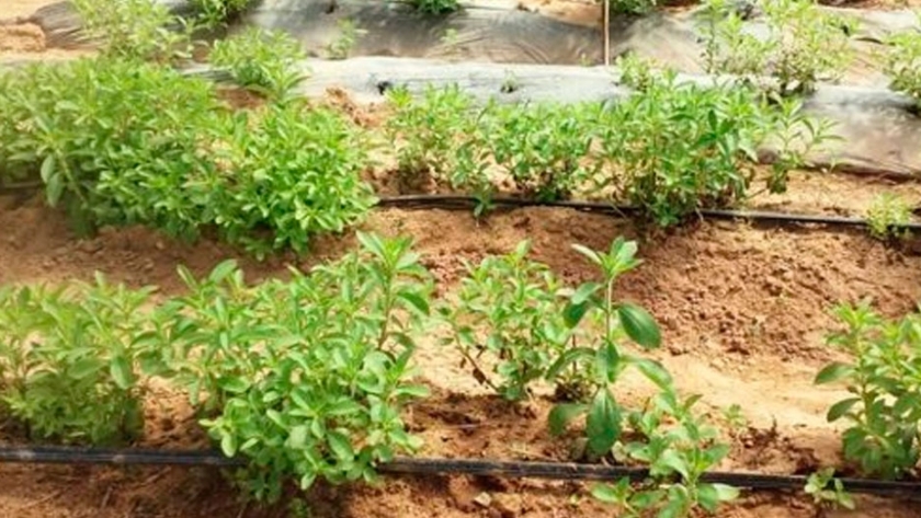 Cómo obtener Stevia en una huerta ecológica