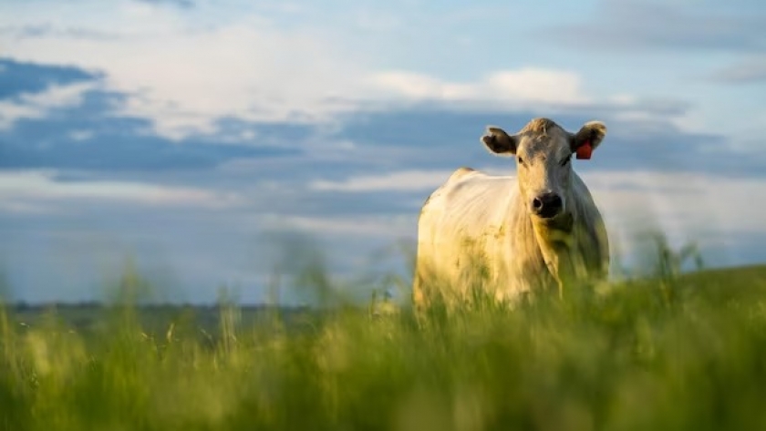 Las carnicerías en Australia: Del campo a la mesa, agregando valor a la tradición culinaria