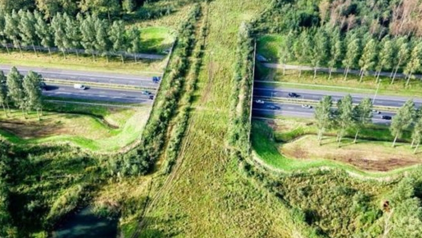 Construyen 600 puentes verdes para que los animales crucen seguros las autopistas de Holanda