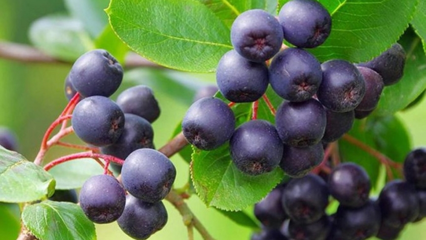 Maqui: el súper berry que el INTA busca cultivar
