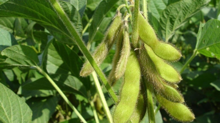 El ozono troposférico amenaza el rendimiento de la soja argentina: caídas de hasta 33% en el peso del grano