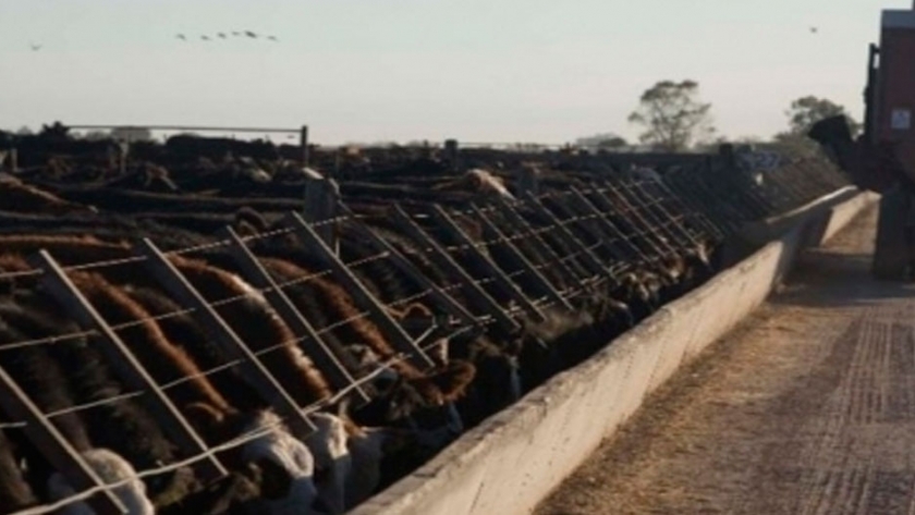Gestión ambiental de feedlots en el noroeste bonaerense
