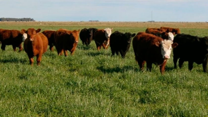 Es importante identificar los ambientes para las pasturas
