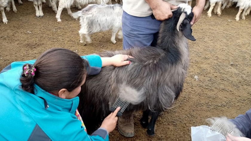 Productores se capacitan para la cosecha de Cashmere
