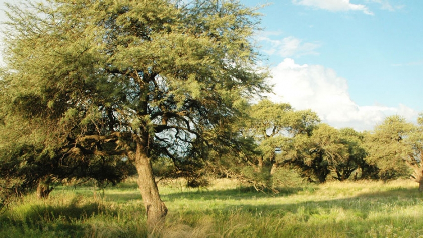 Convocan a productores pampeanos a la presentación de proyectos de Conservación del Bosque Nativo