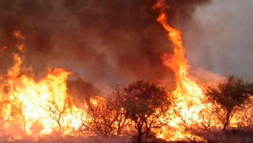 Provocar incendios forestales costará $2.000.000