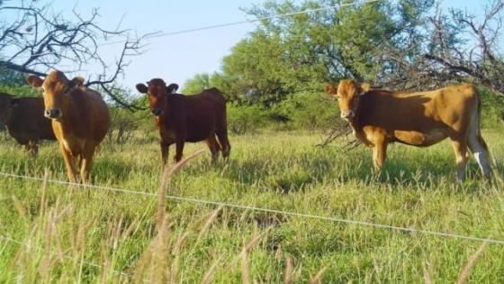 Una pastura para optimizar la producción ganadera