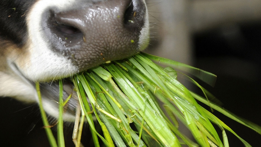 Mejor uso de las pasturas garantiza más leche y menos contaminación