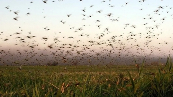 Argentina consolida su liderazgo global en el control de langostas a 135 años de un programa clave