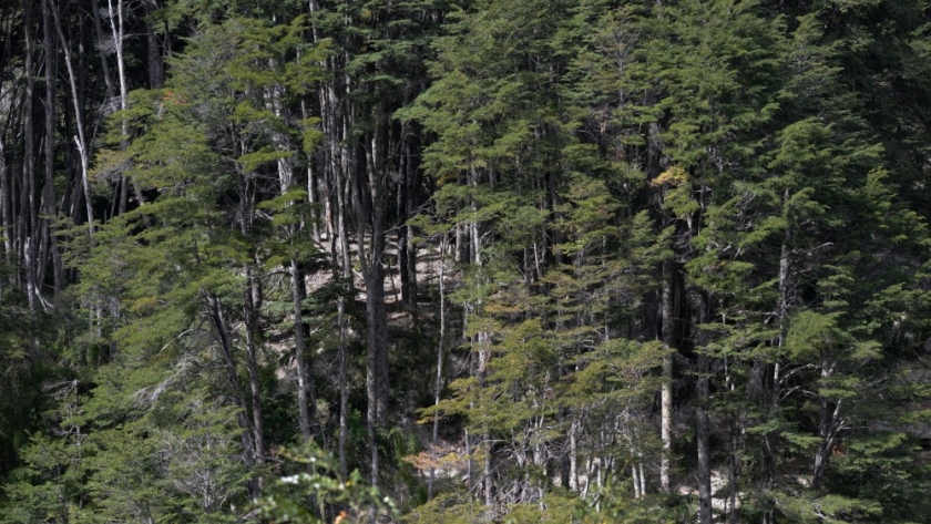San Martín de los Andes sancionó una ordenanza de prevención ante los incendios de interfase