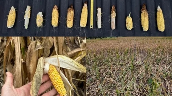 Los preocupantes testimonios de la plaga que consume al maíz: las zonas adónde se expandió