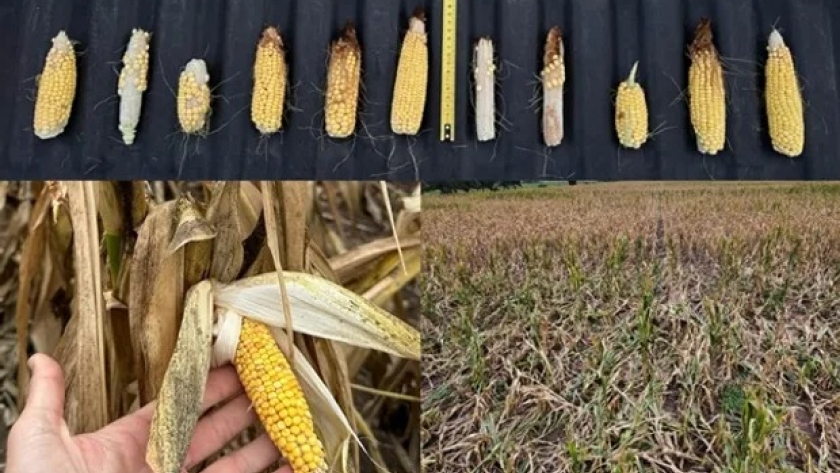 Los preocupantes testimonios de la plaga que consume al maíz: las zonas adónde se expandió