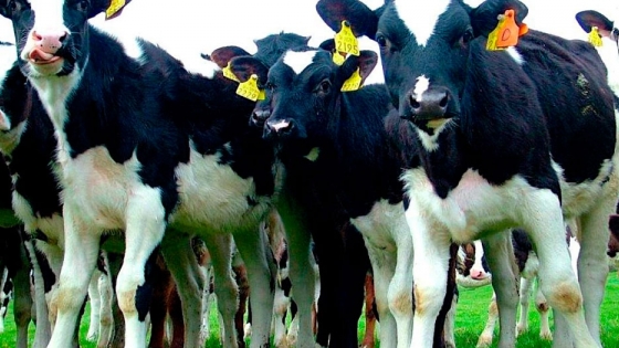 Crían terneros amamantados con vacas sustitutas: 