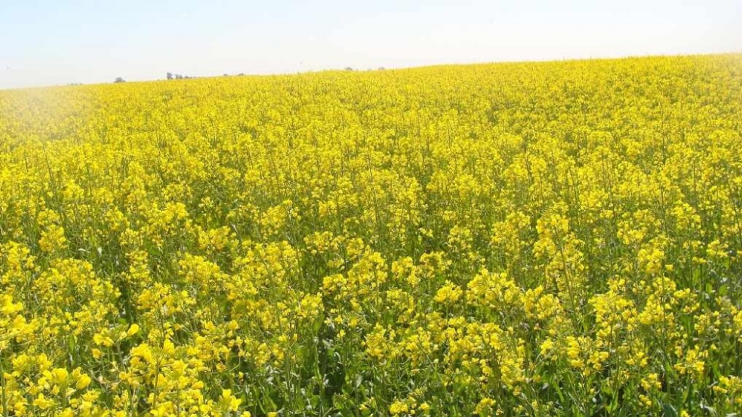 Crucíferas: cuáles son las claves para lograr una implantación exitosa y proteger el potencial del cultivo