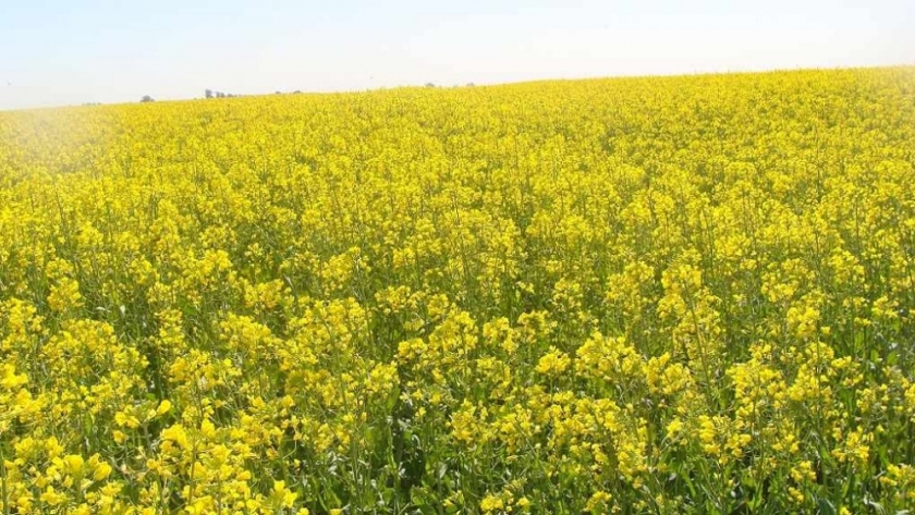 Crucíferas: cuáles son las claves para lograr una implantación exitosa y proteger el potencial del cultivo