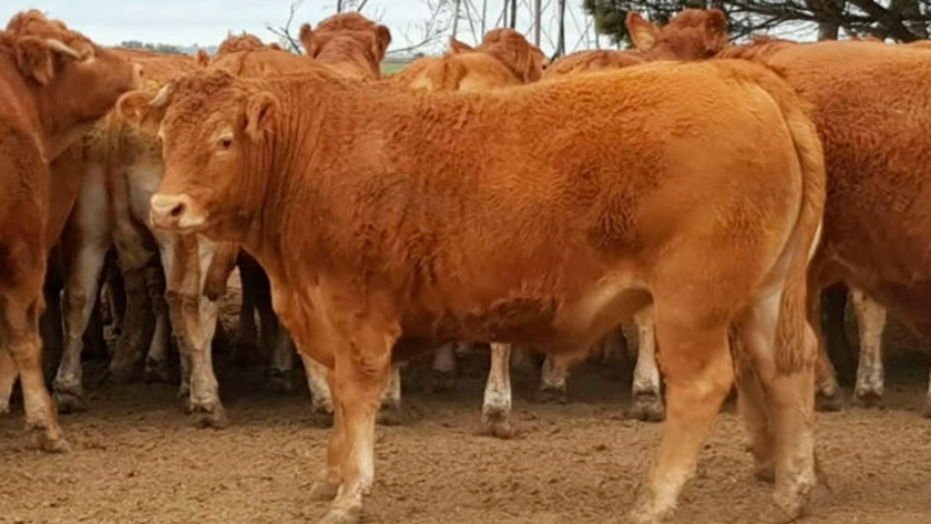 Impulsan la genética Limousin para potenciar rodeos