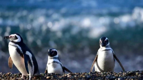 El Gobierno del Chubut lanza la Temporada de Pingüinos 2023-2024
