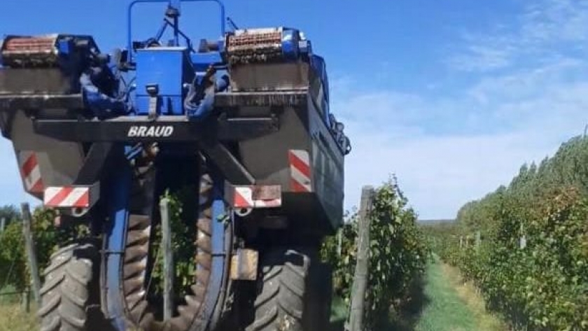 Certificación fitosanitaria del Senasa en La Pampa