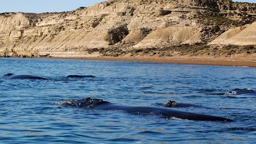 El Gobierno Provincial participó del cierre del proyecto de biodiversidad costero marina