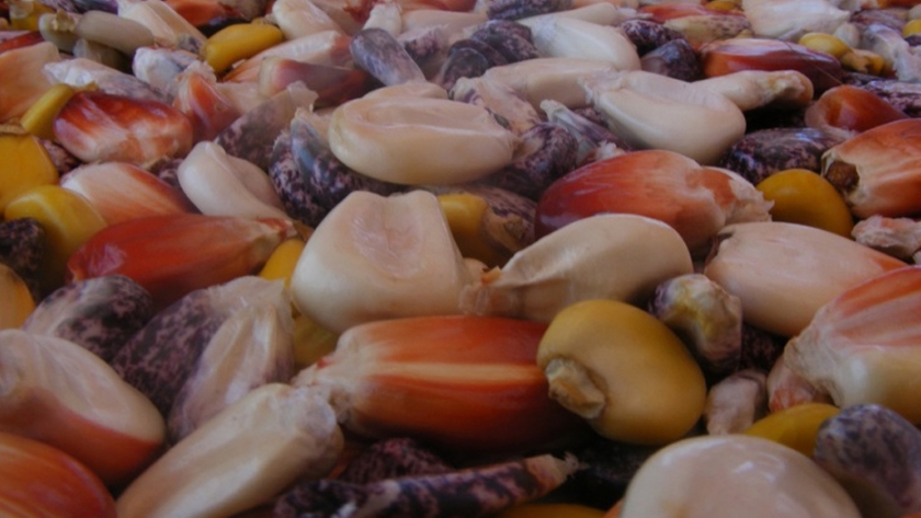 Agricultura participó de la 138° Reunión Ordinaria de la Comisión Nacional de Alimentos El Ministerio asumirá la presidencia de la CONAL en 2021