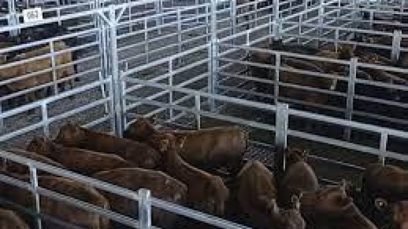 Pese a la caída de la oferta, bajaron los precios en el Mercado Agroganadero