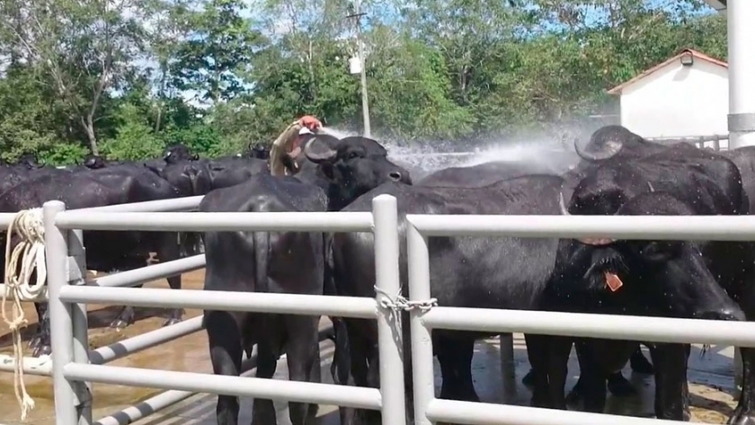 Manejo e instalaciones en bubalinos