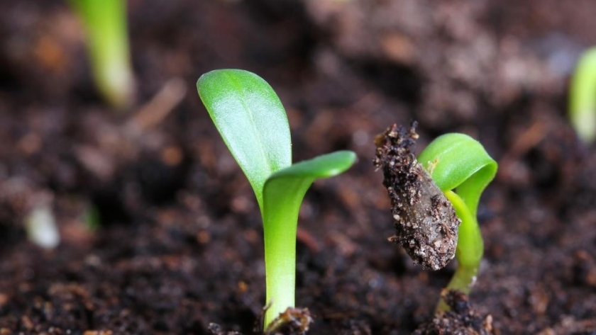 Chubut impulsa políticas de transformación en Sanidad Vegetal