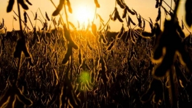 Con menos retenciones, los productores vendieron soja por más de US$325 millones