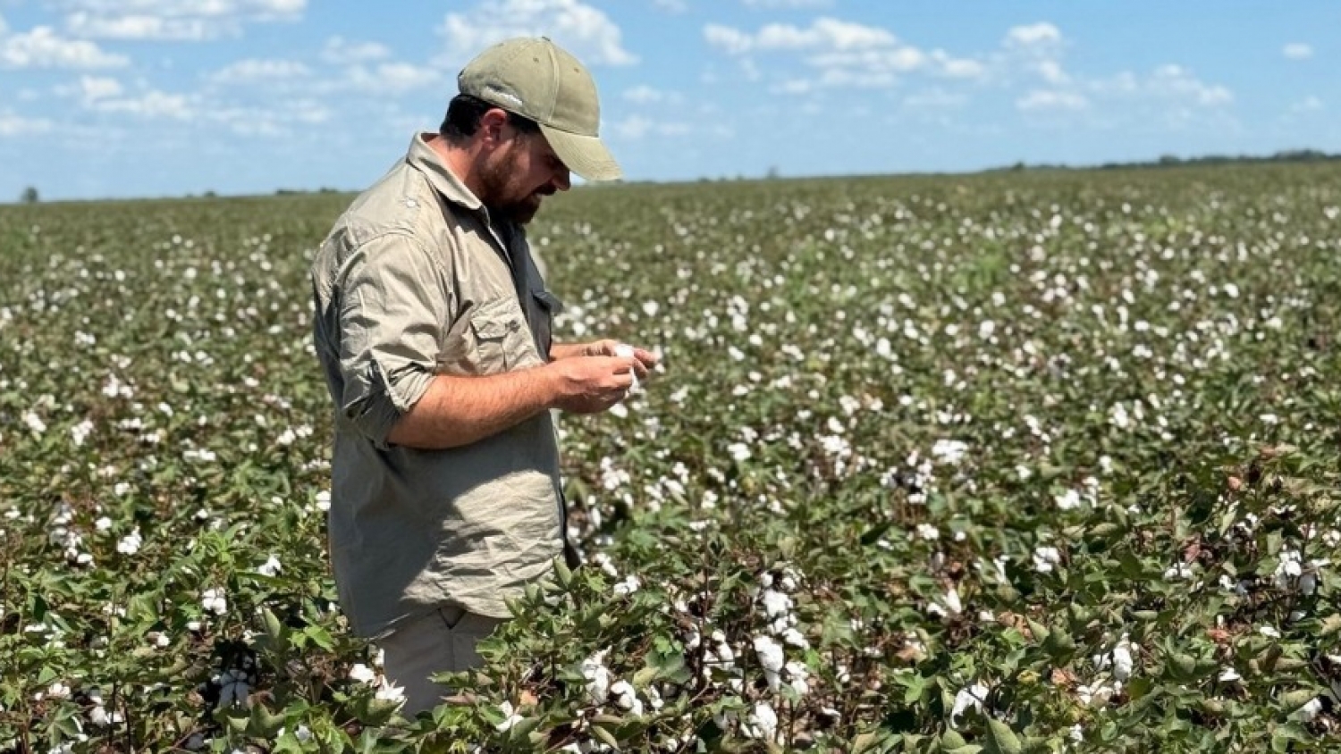 Cómo un joven agrónomo impulsa el algodón desde TikTok